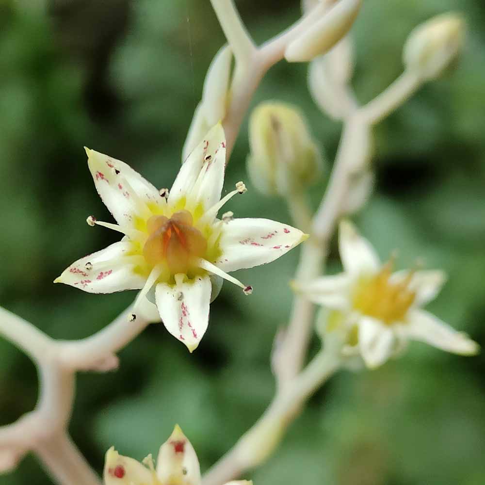 graptopetalum paraguayense fiore