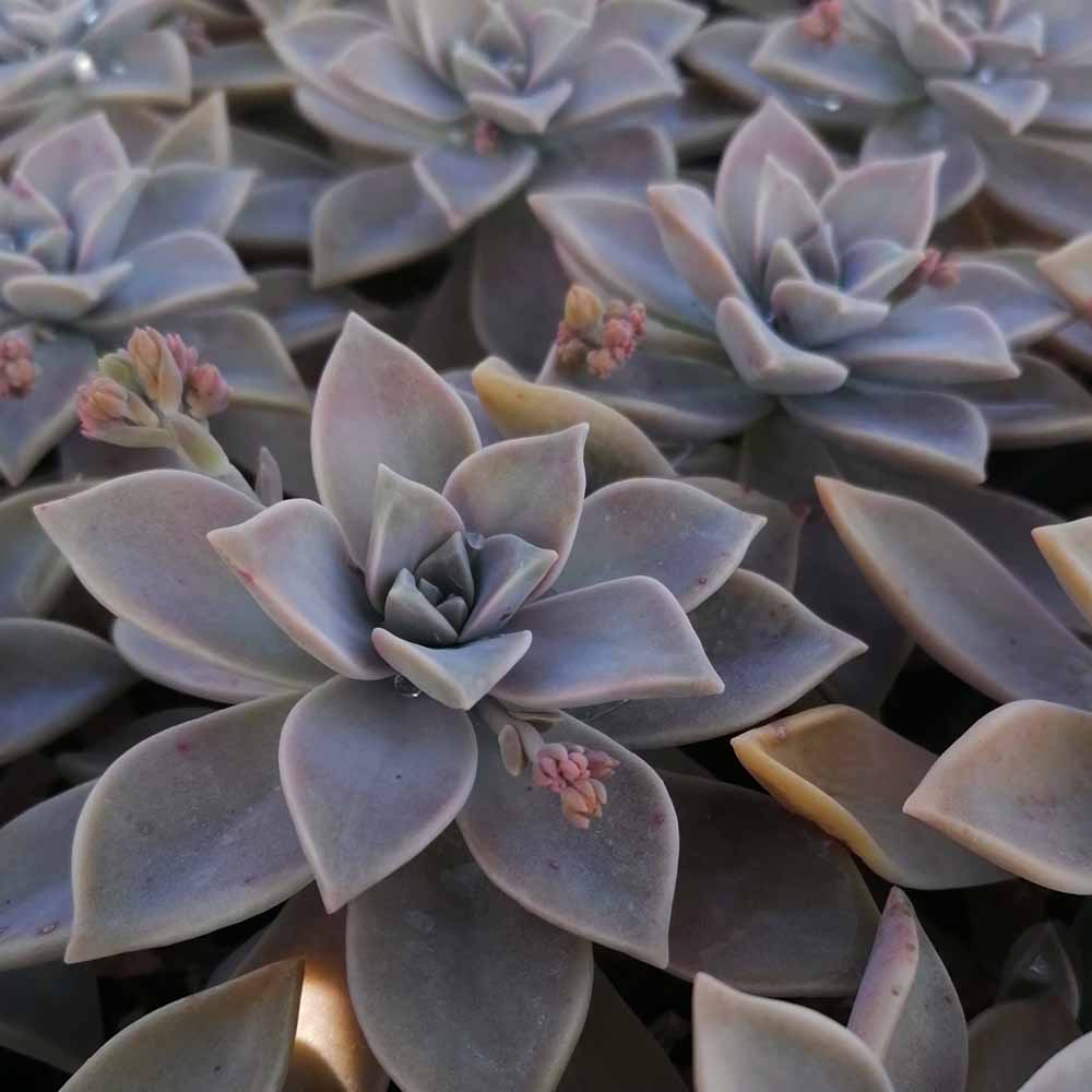 graptopetalum paraguayense pianta