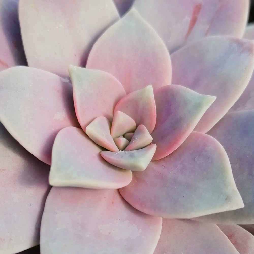graptopetalum pentandrum superbum