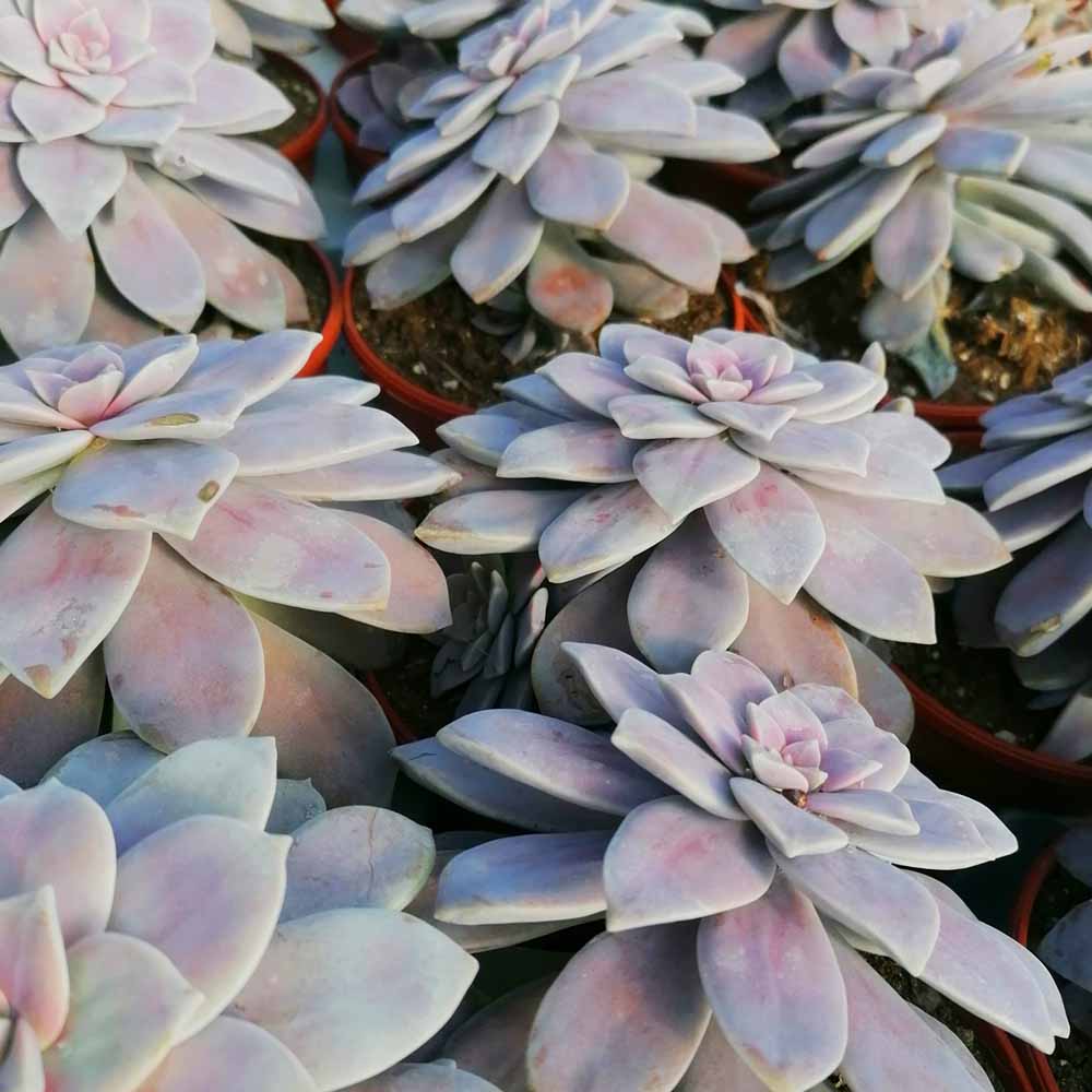 graptopetalum pentandrum