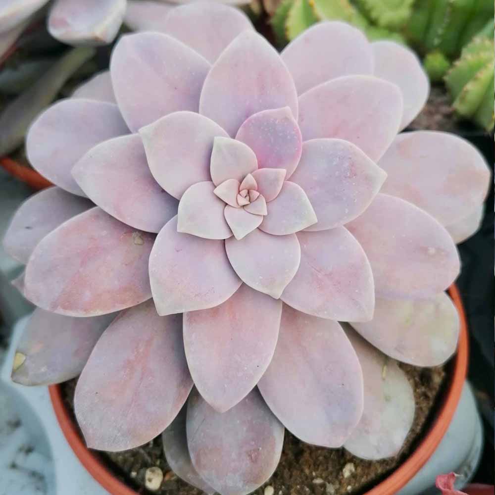 graptopetalum superbum