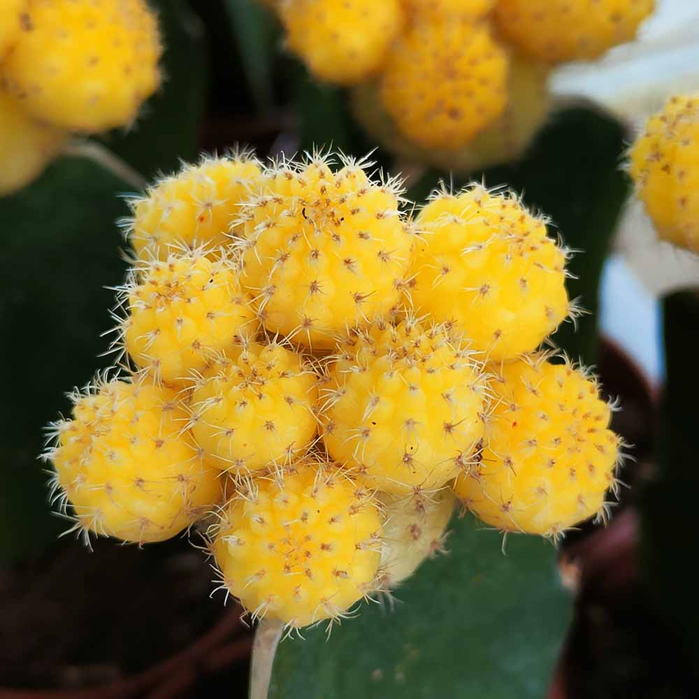 gymnocalycium giallo