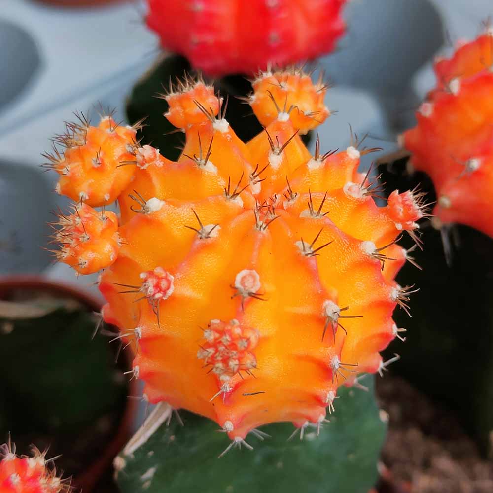 gymnocalycium hibotan arancio