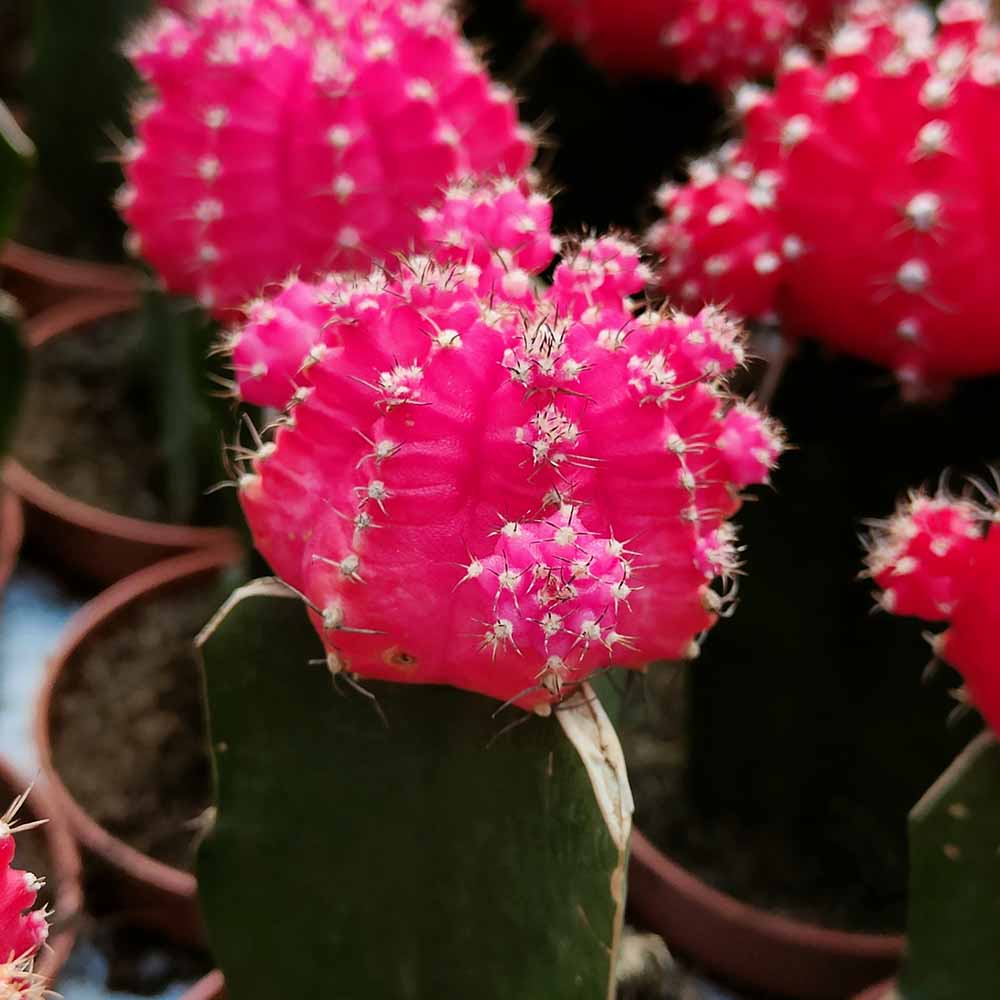 gymnocalycium hibotan rosa