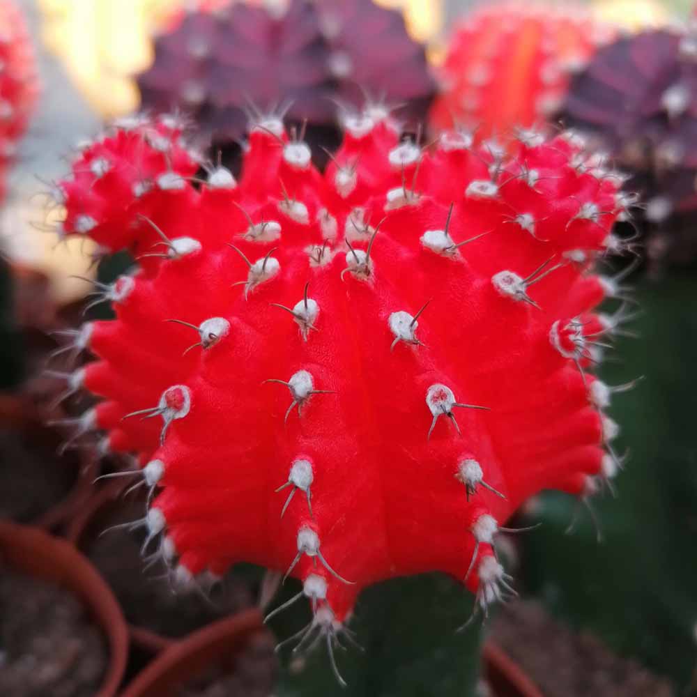 gymnocalycium hibotan rosso