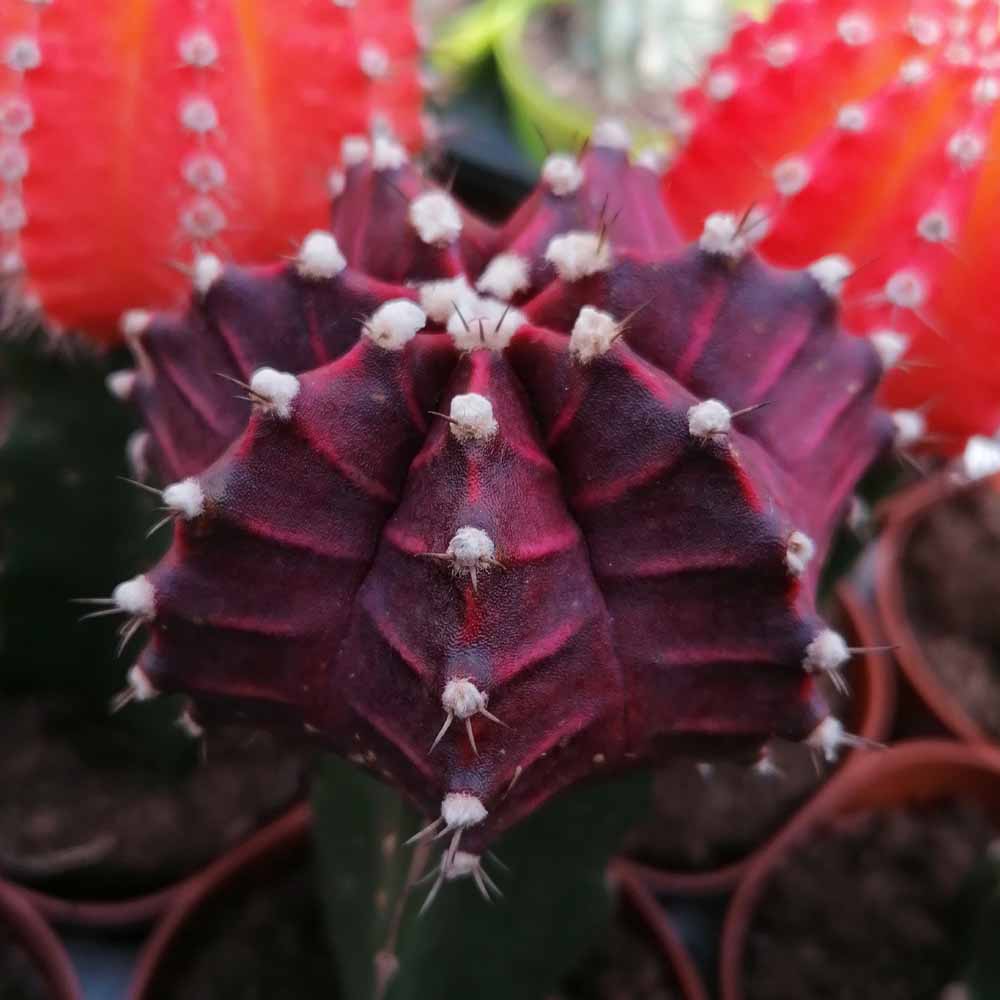 gymnocalycium hibotan viola