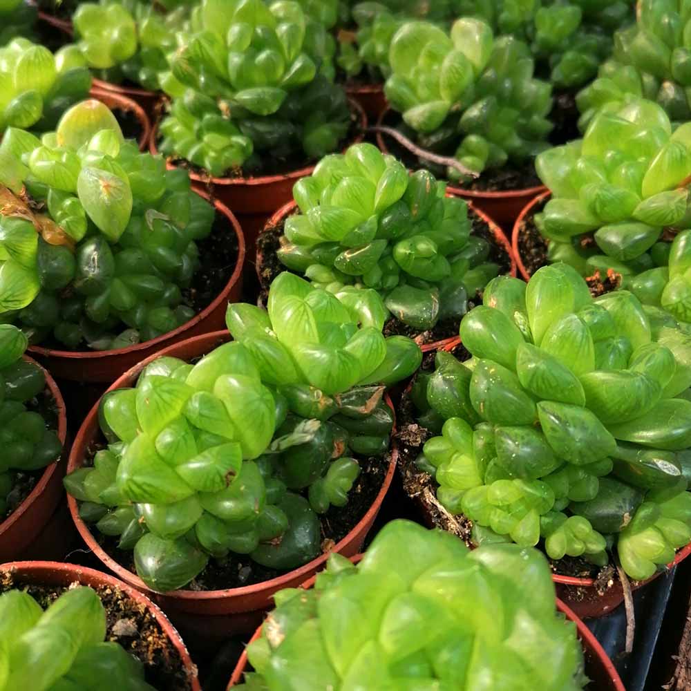haworthia cooperi pilifera