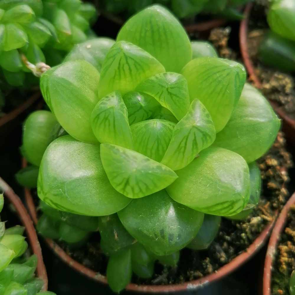 haworthia cooperi pilifera