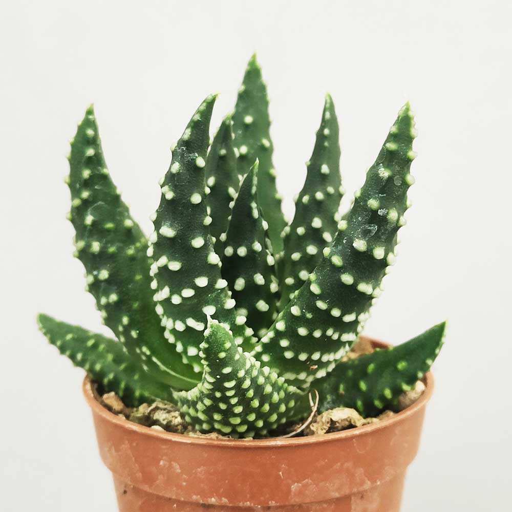 haworthia pumila