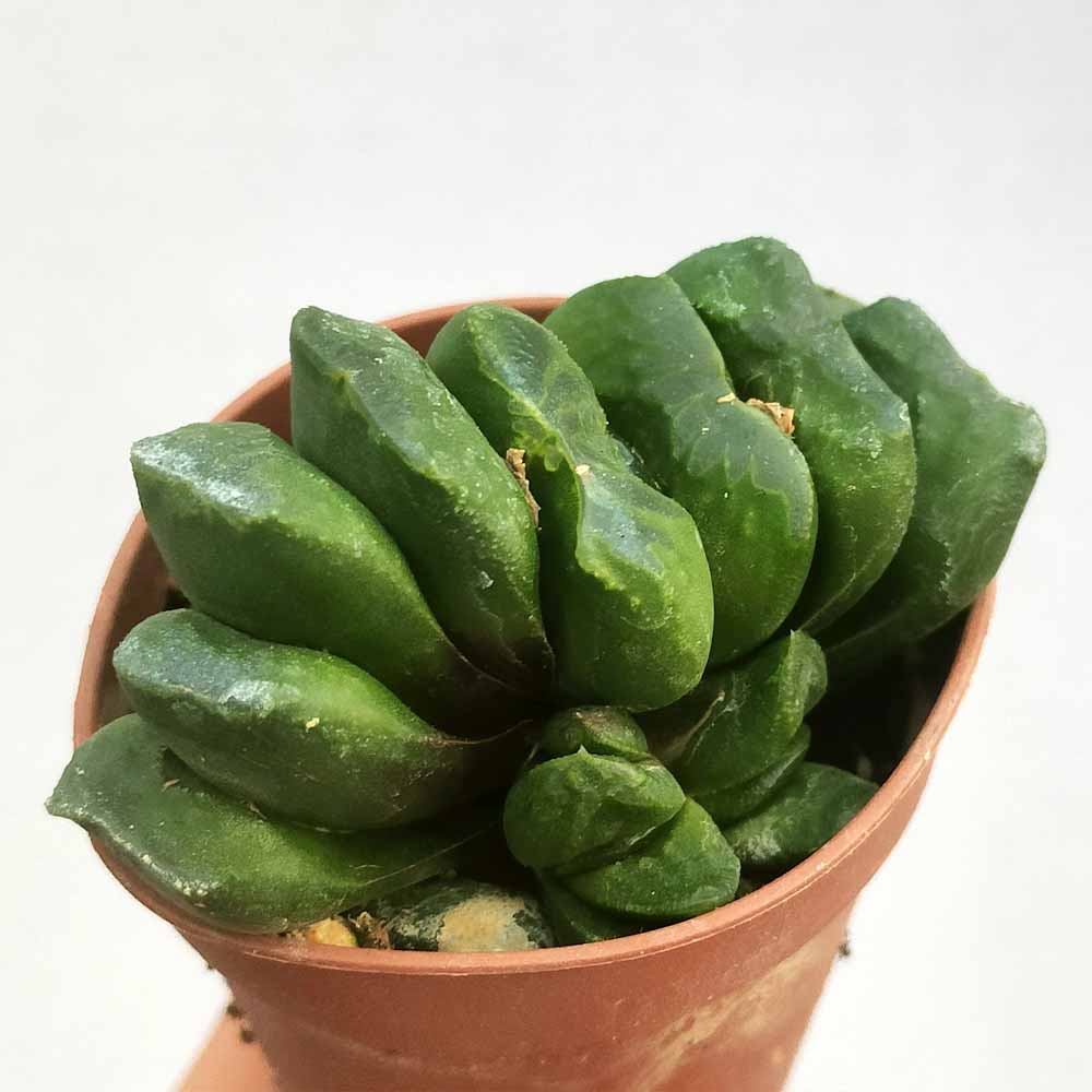 haworthia truncata pianta
