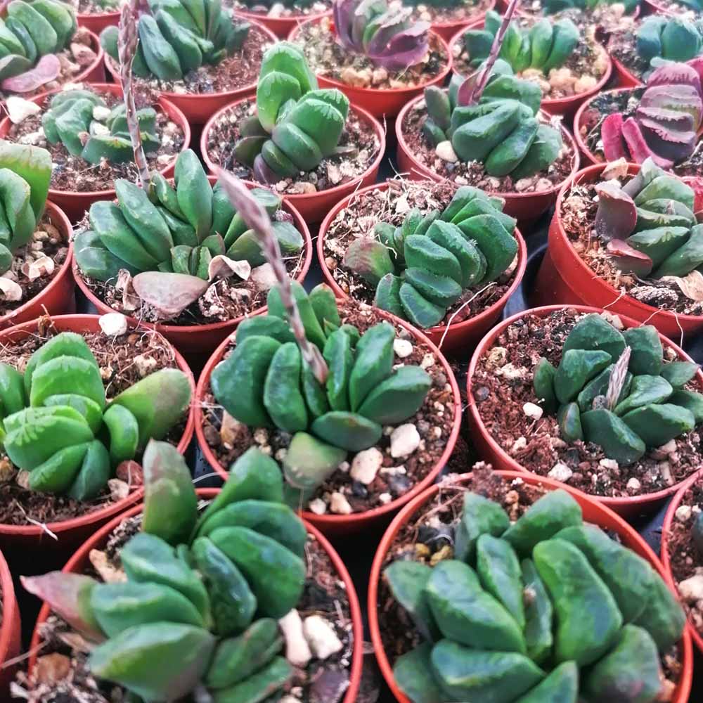 haworthia truncata pianta