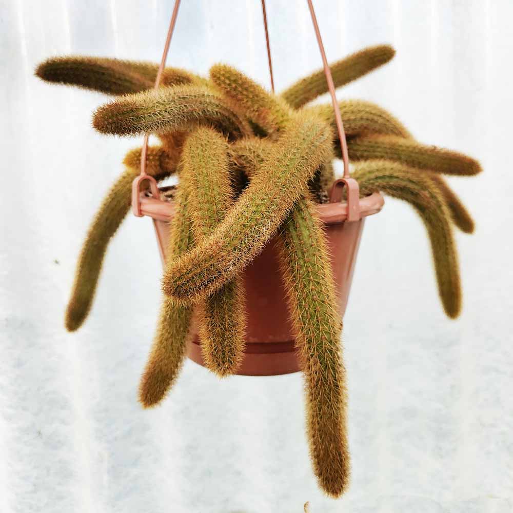 hildewintera aureispina
