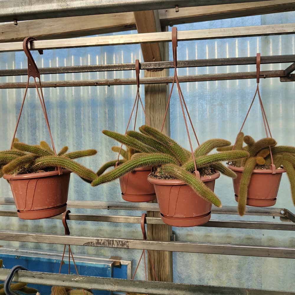 hildewintera aureispina pianta