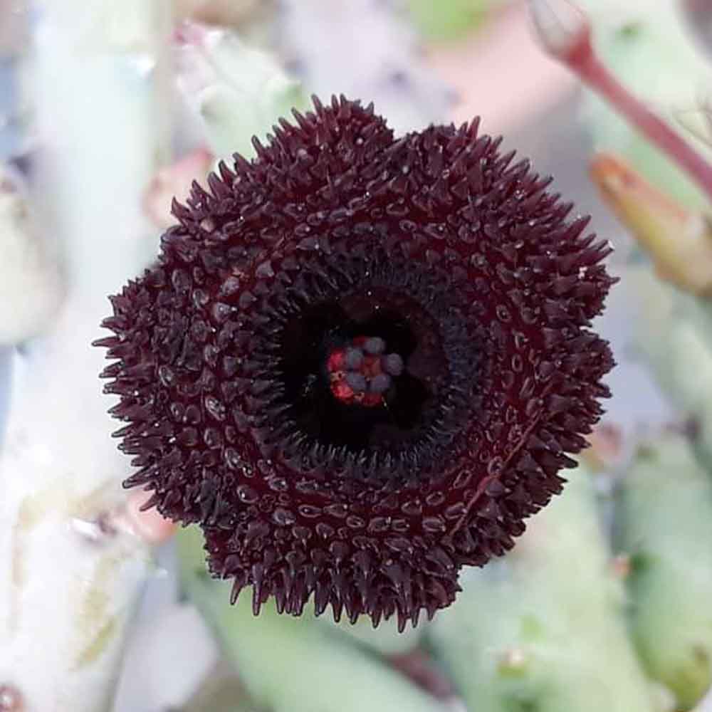 huernia pendurata fiore