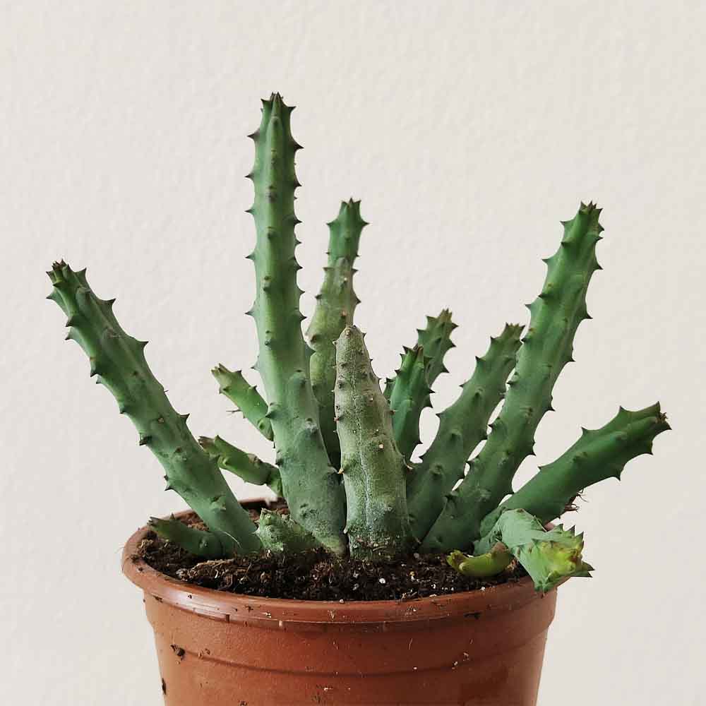 huernia pendurata