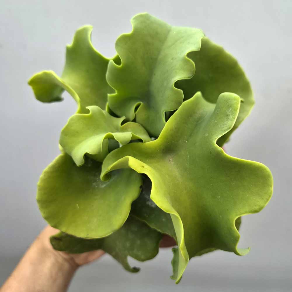 kalanchoe beharensis naked