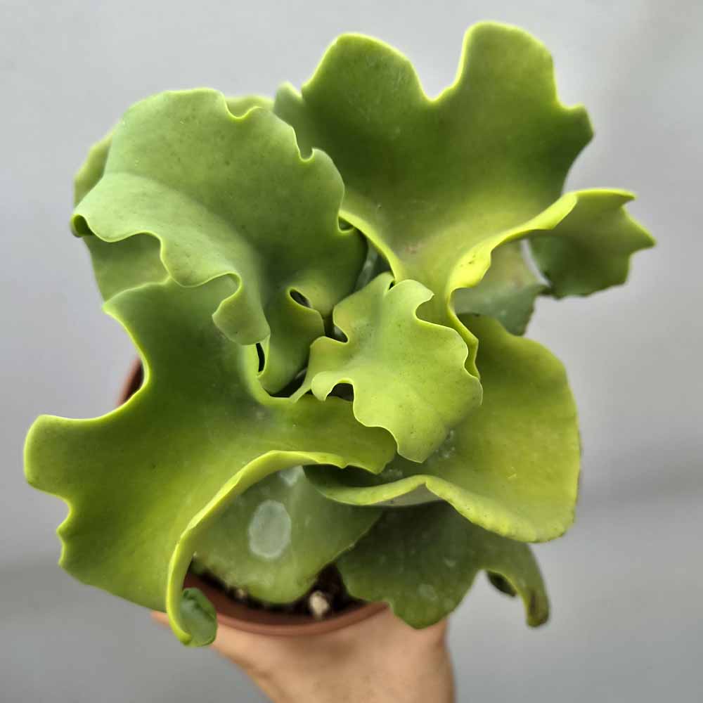 kalanchoe beharensis nuda pianta grassa