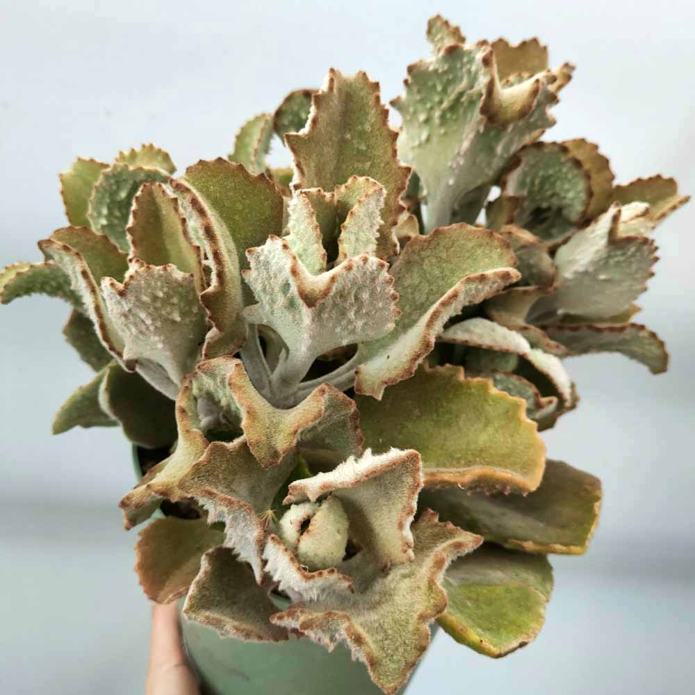 kalanchoe fang pianta