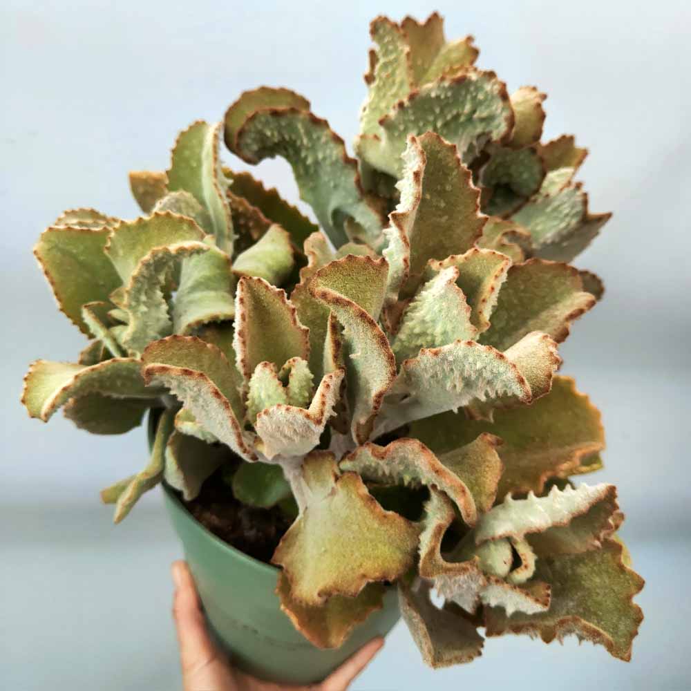 kalanchoe fang pianta grassa