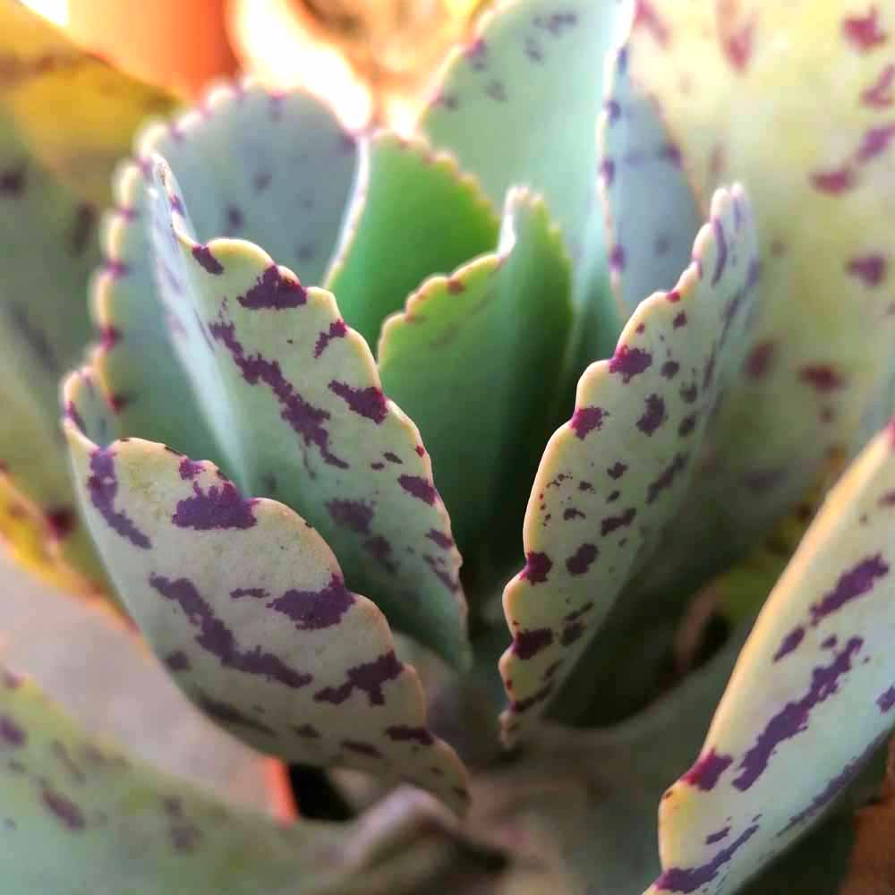 kalanchoe marmorata