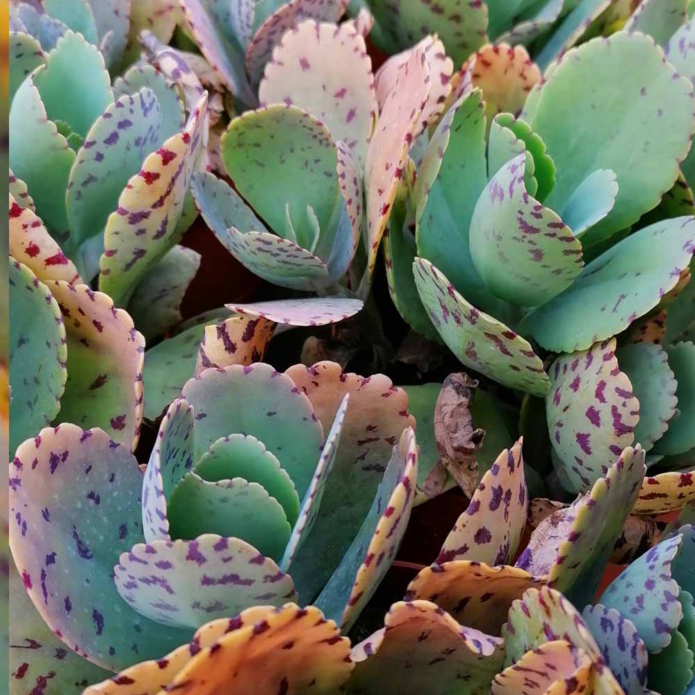 kalanchoe marmorata
