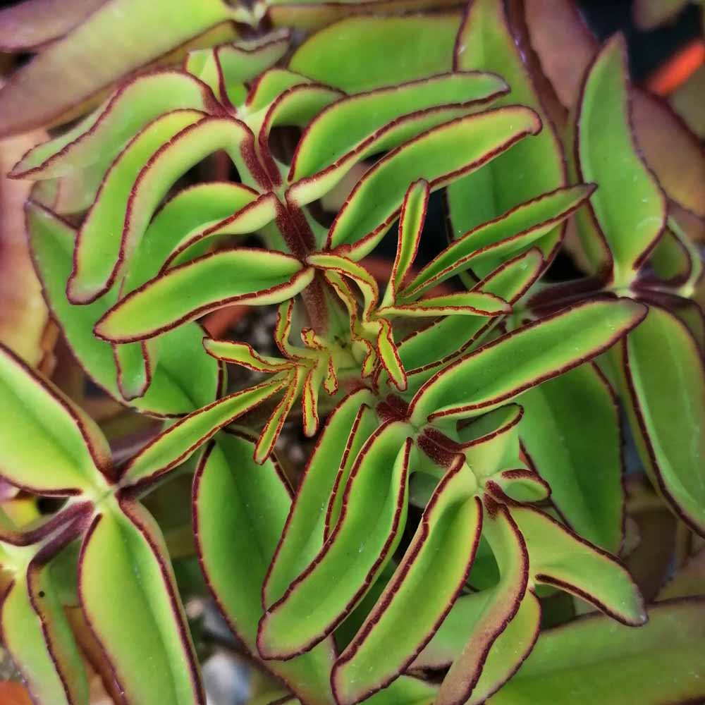 kalanchoe prolifera