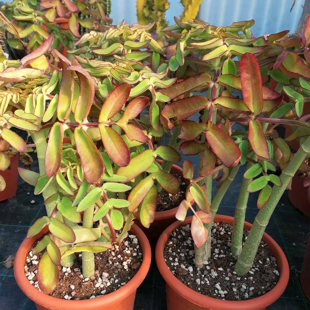 kalanchoe prolifera