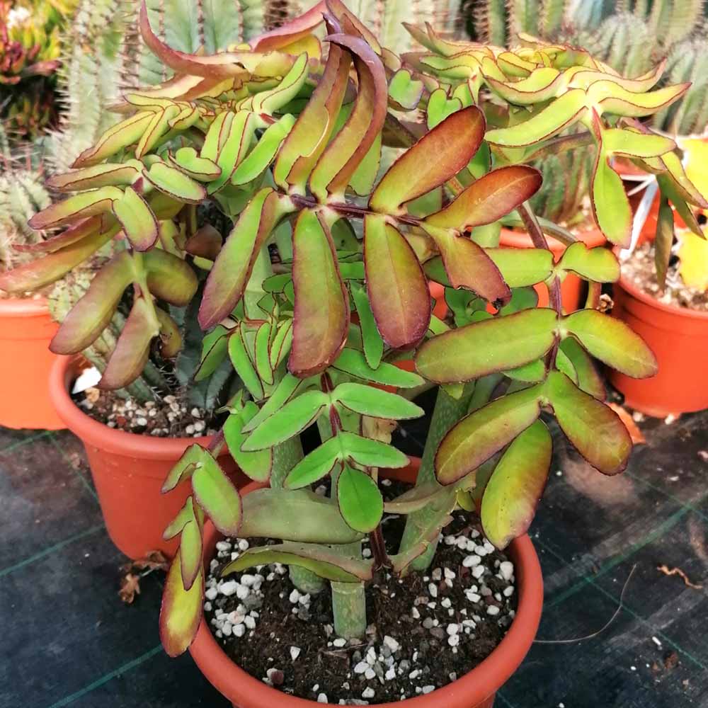 kalanchoe prolifera pianta