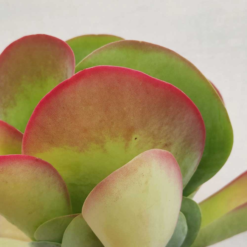 kalanchoe thyrsiflora pianta
