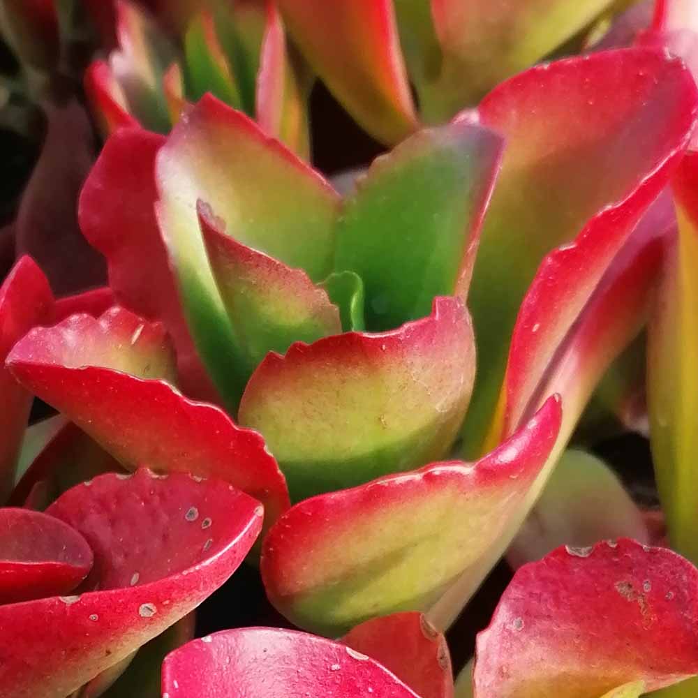 kalanchoe vivien