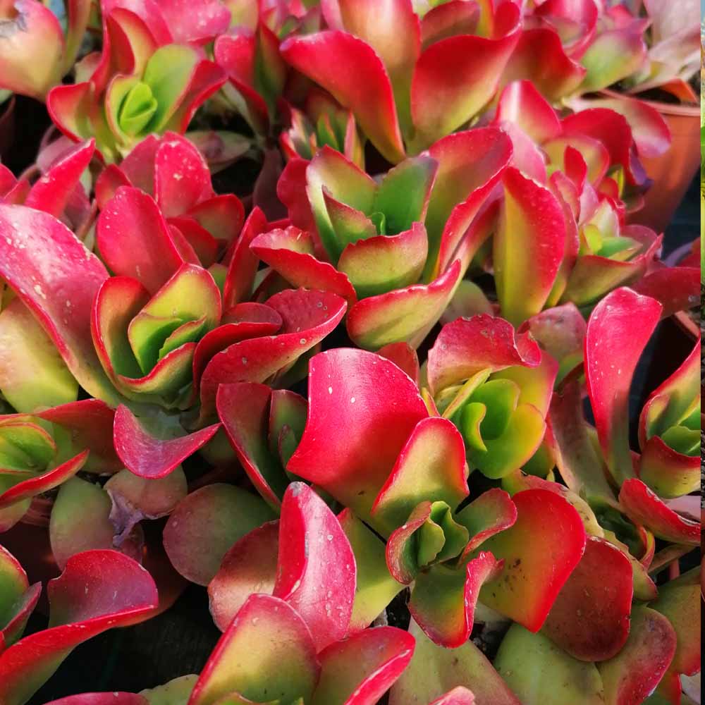 kalanchoe vivien pianta