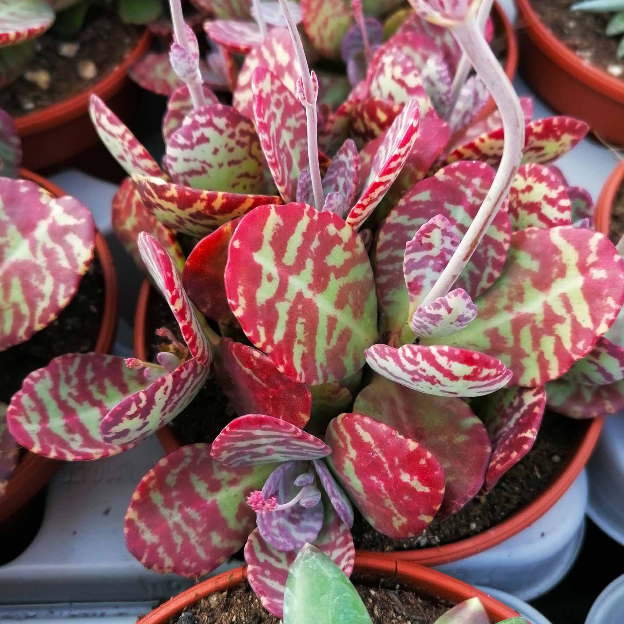 kalanchoe humilis