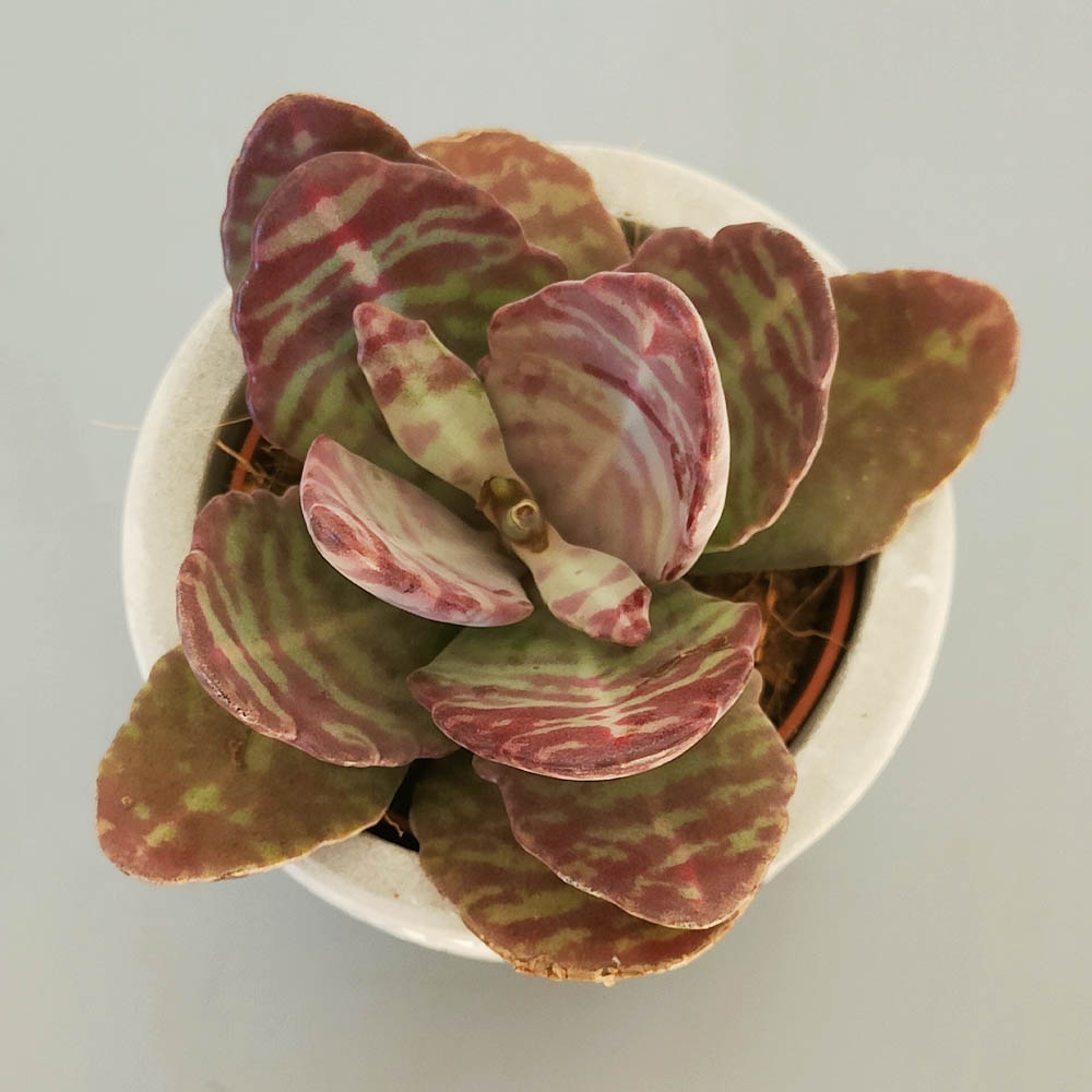 klanchoe humilis decor