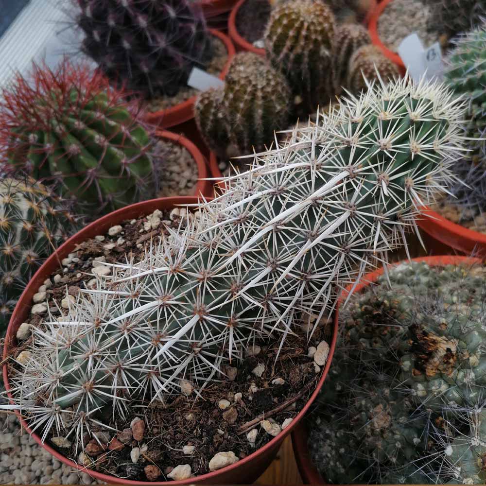 stenocereus eruca