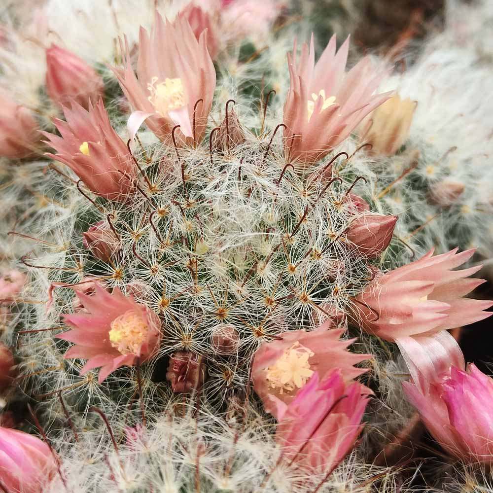 mammillaria bocasana fiore