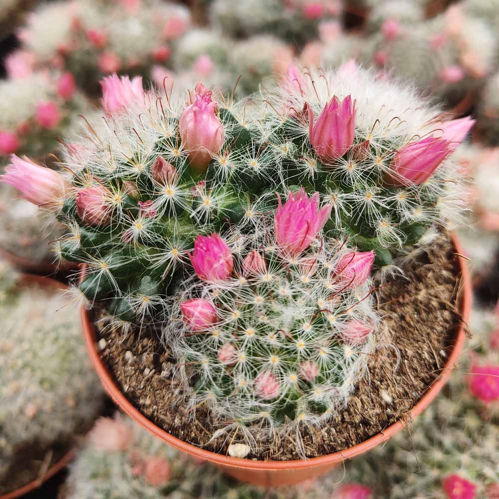 mammillaria bocasana multilanata
