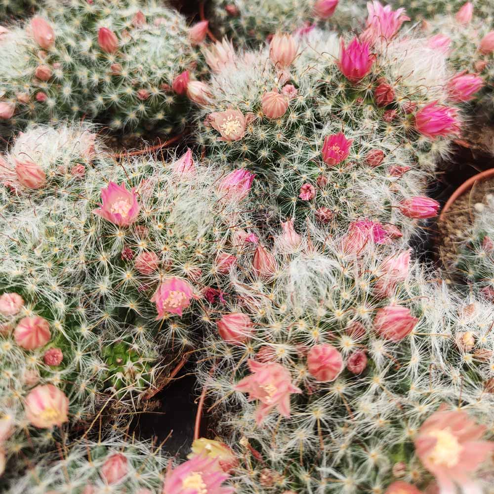 mammillaria bocasana
