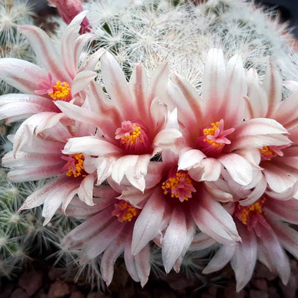mammillaria candida fiore