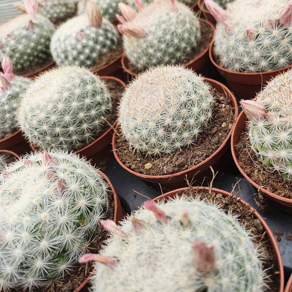 mammillaria candida pianta