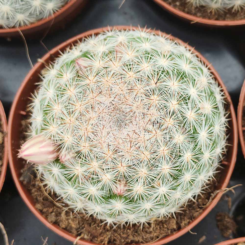 mammillaria candida