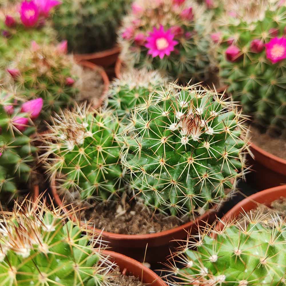 mammillaria ernestii pianta