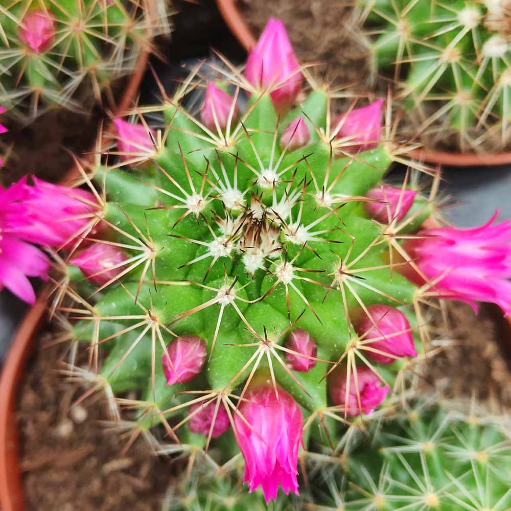 mammillaria ernestii