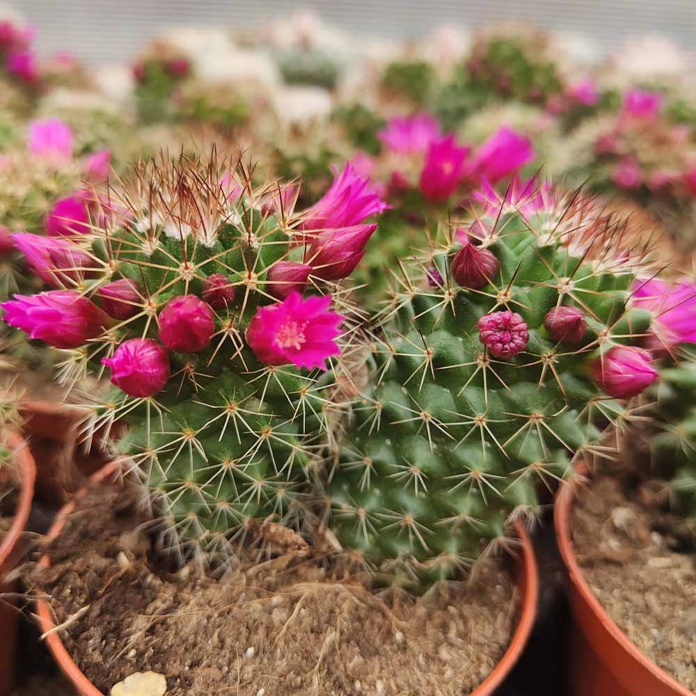 mammillaria ernestii fiore