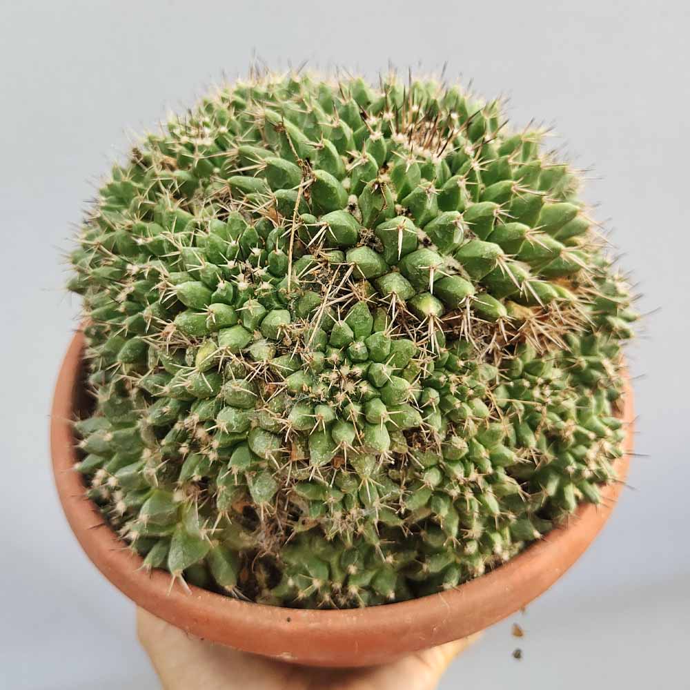 mammillaria mystax