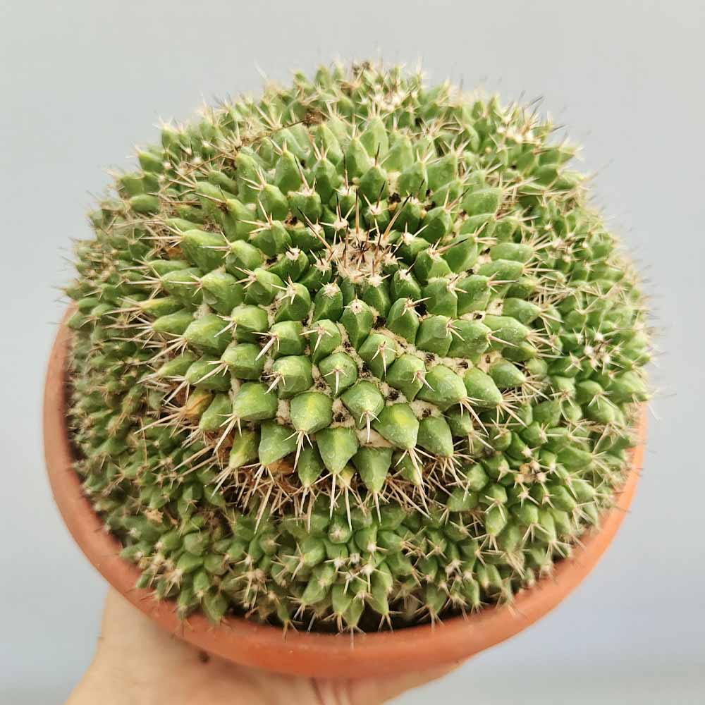mammillaria mystax cactus