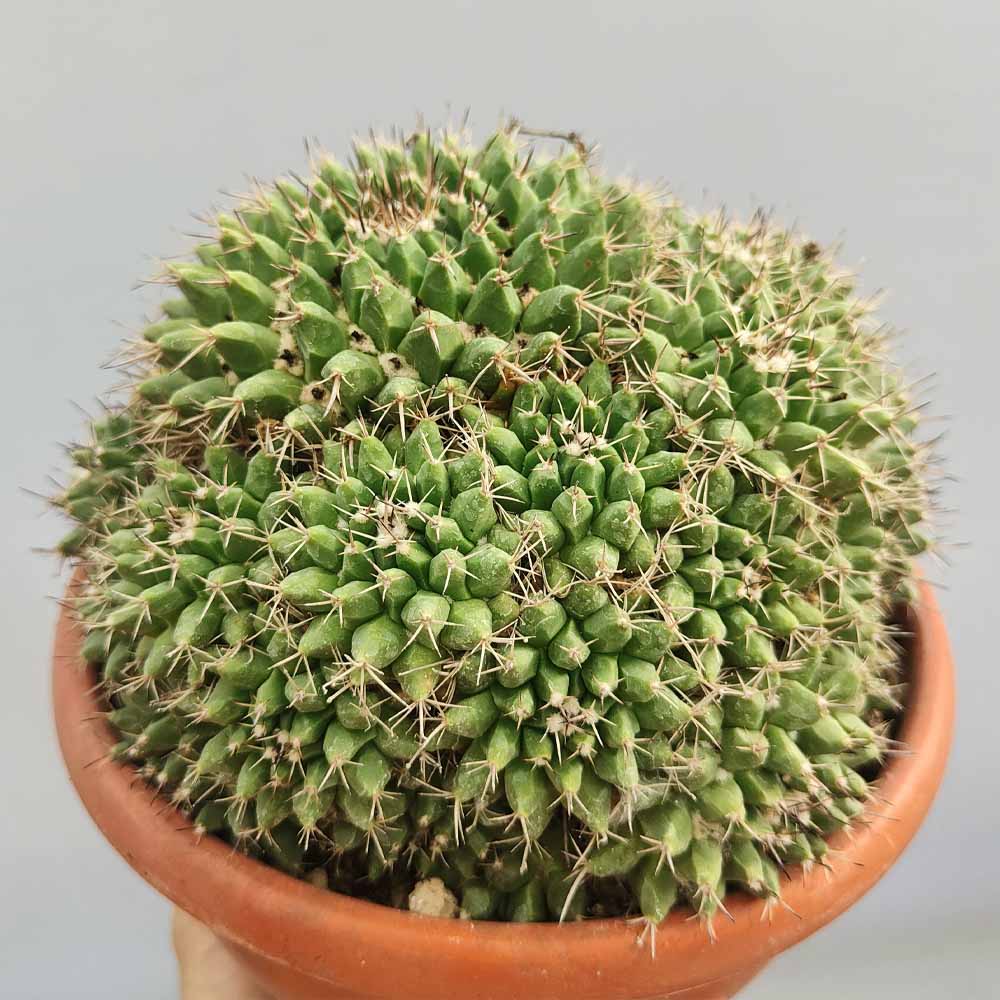 mammillaria mystax pianta