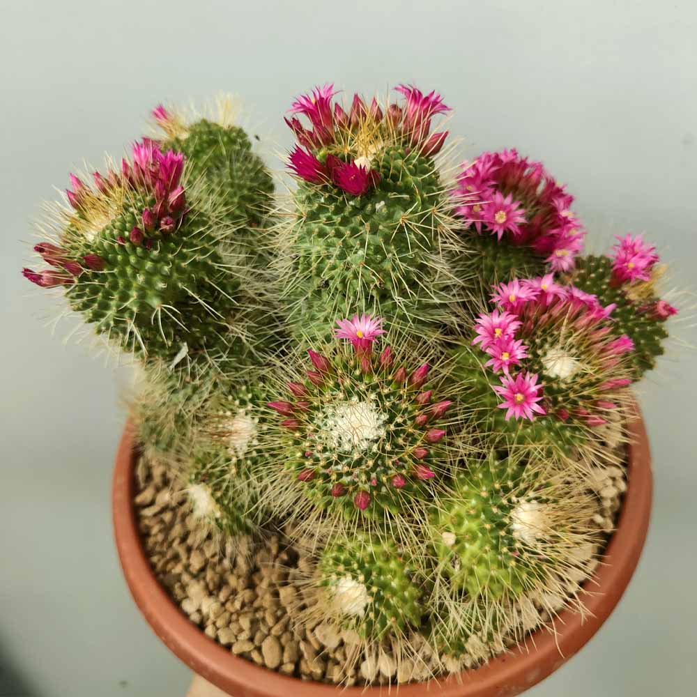 mammillaria spinosissima un pico