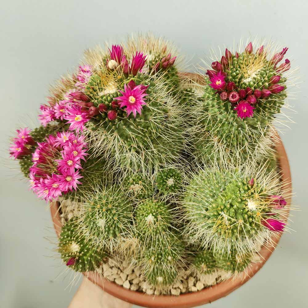 mammillaria spinosissima un pico pianta