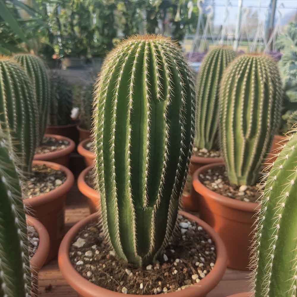 neobuxbaumia