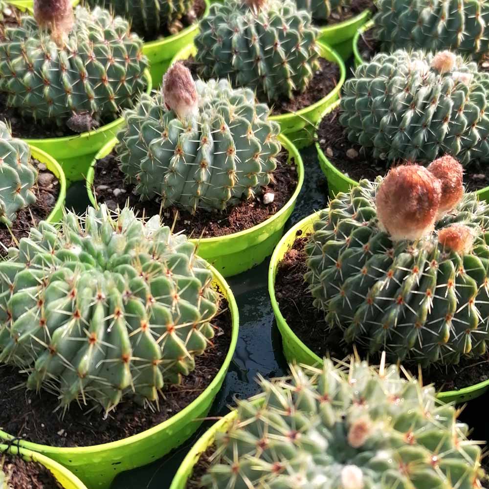 Notocactus buiningii